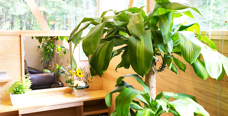 waveANNEXについて｜癒されながら美しく